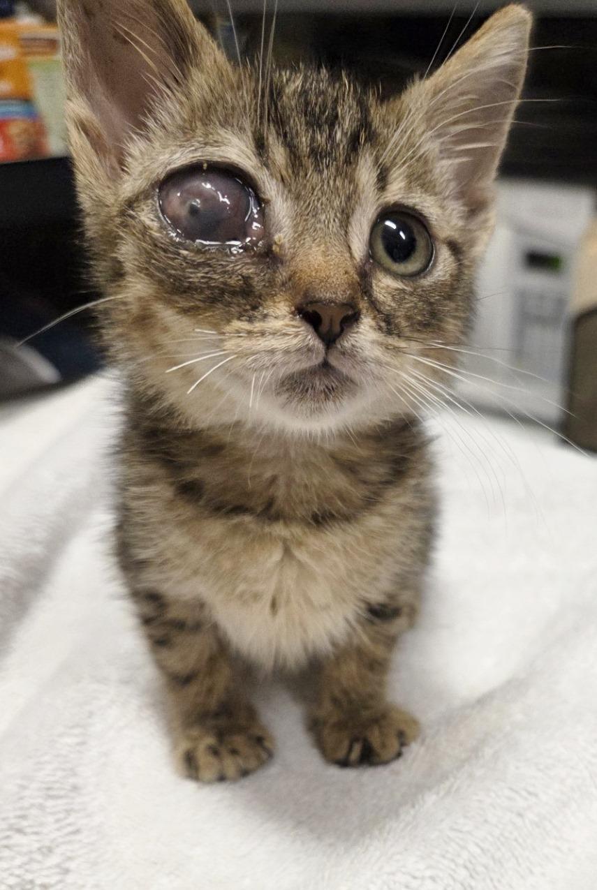 Enlarge Wink, a Adoptable Tabby in Ocean City, NJ image 3/3