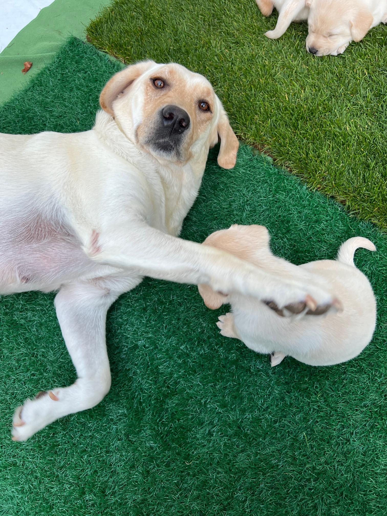 Enlarge Angel, a Adoptable Yellow Labrador Retriever in Burbank, CA image 5/6