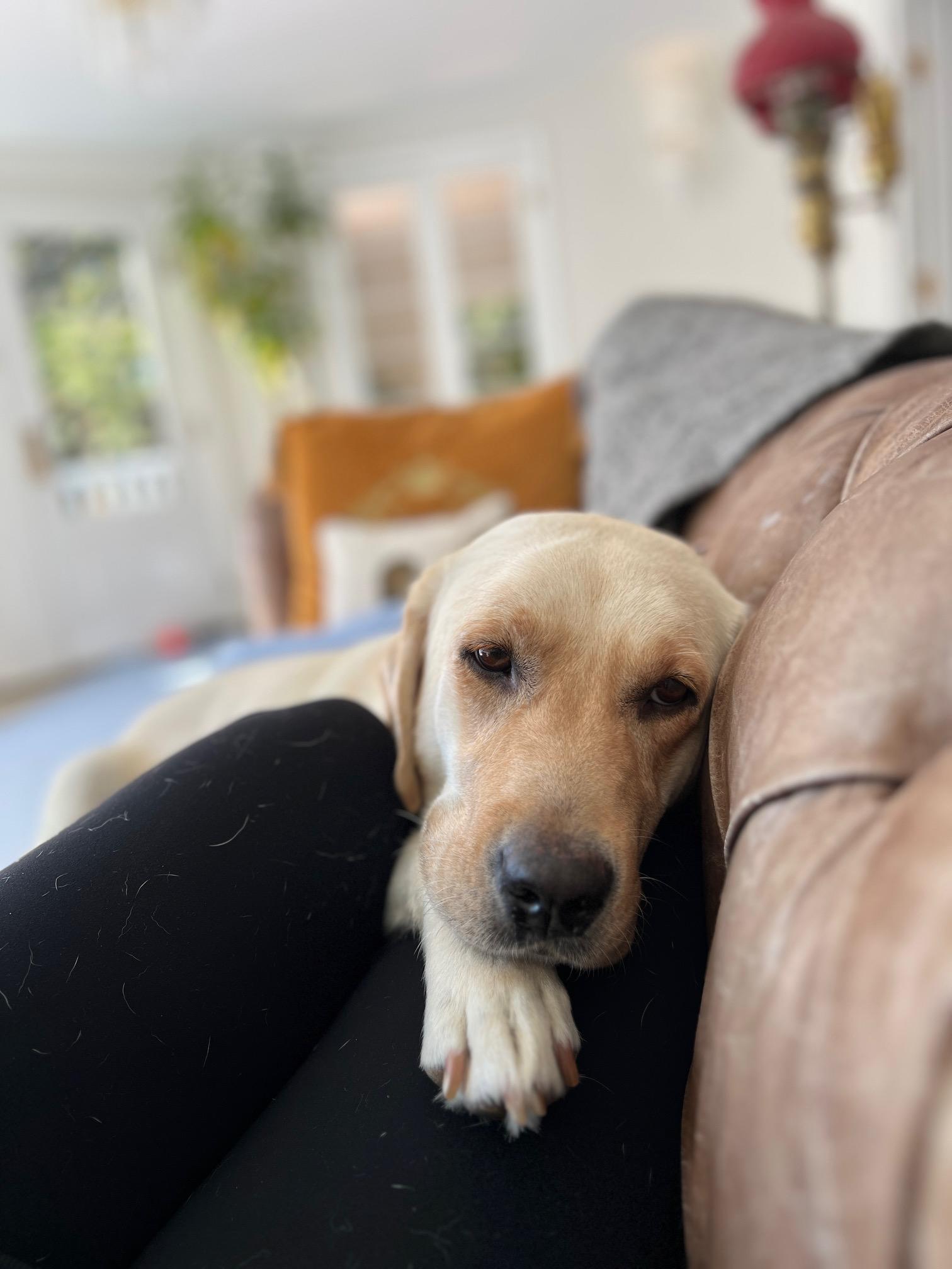 Enlarge Angel, a Adoptable Yellow Labrador Retriever in Burbank, CA image 4/6
