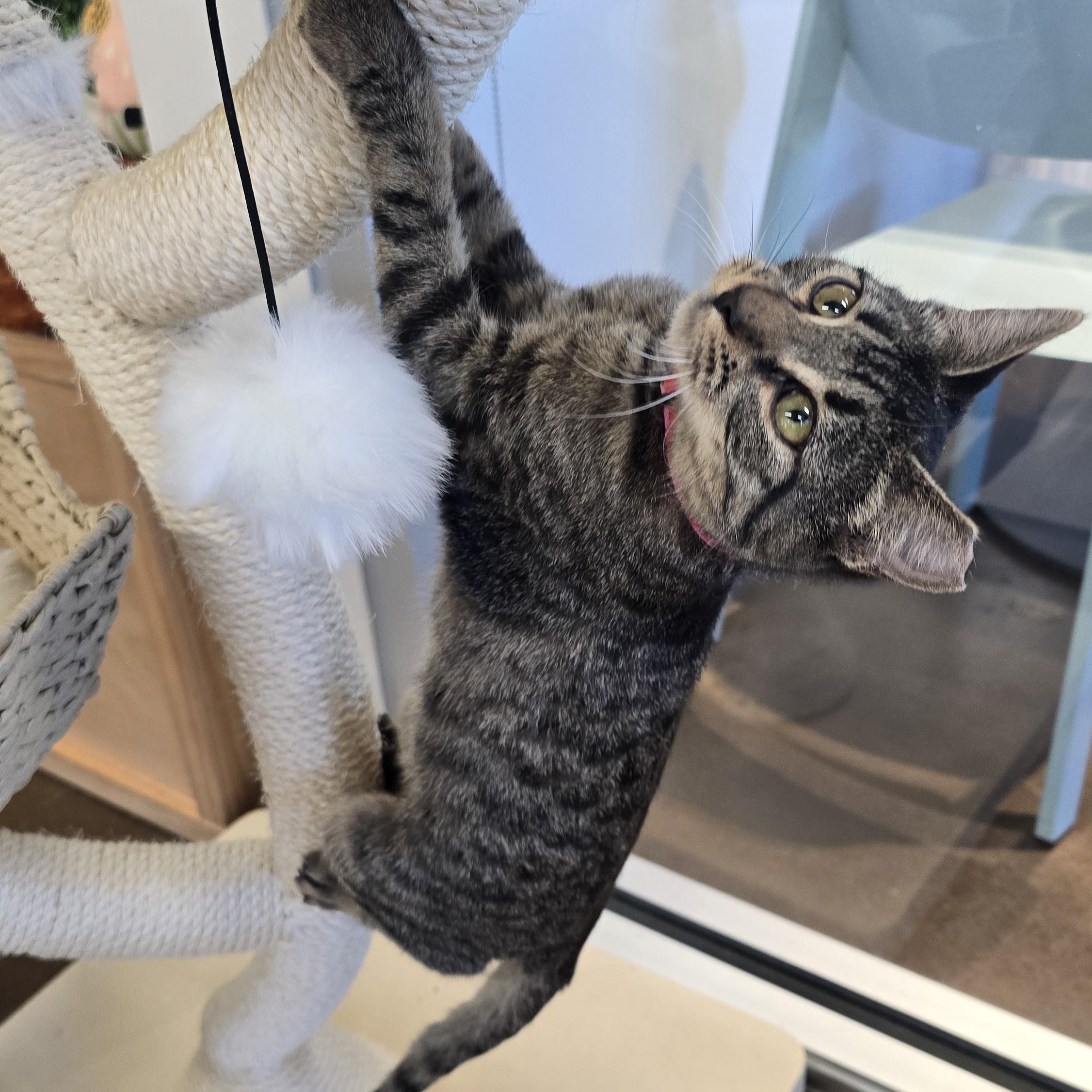 Bacardi, an adopted Domestic Short Hair in Nashville, TN image 6/6