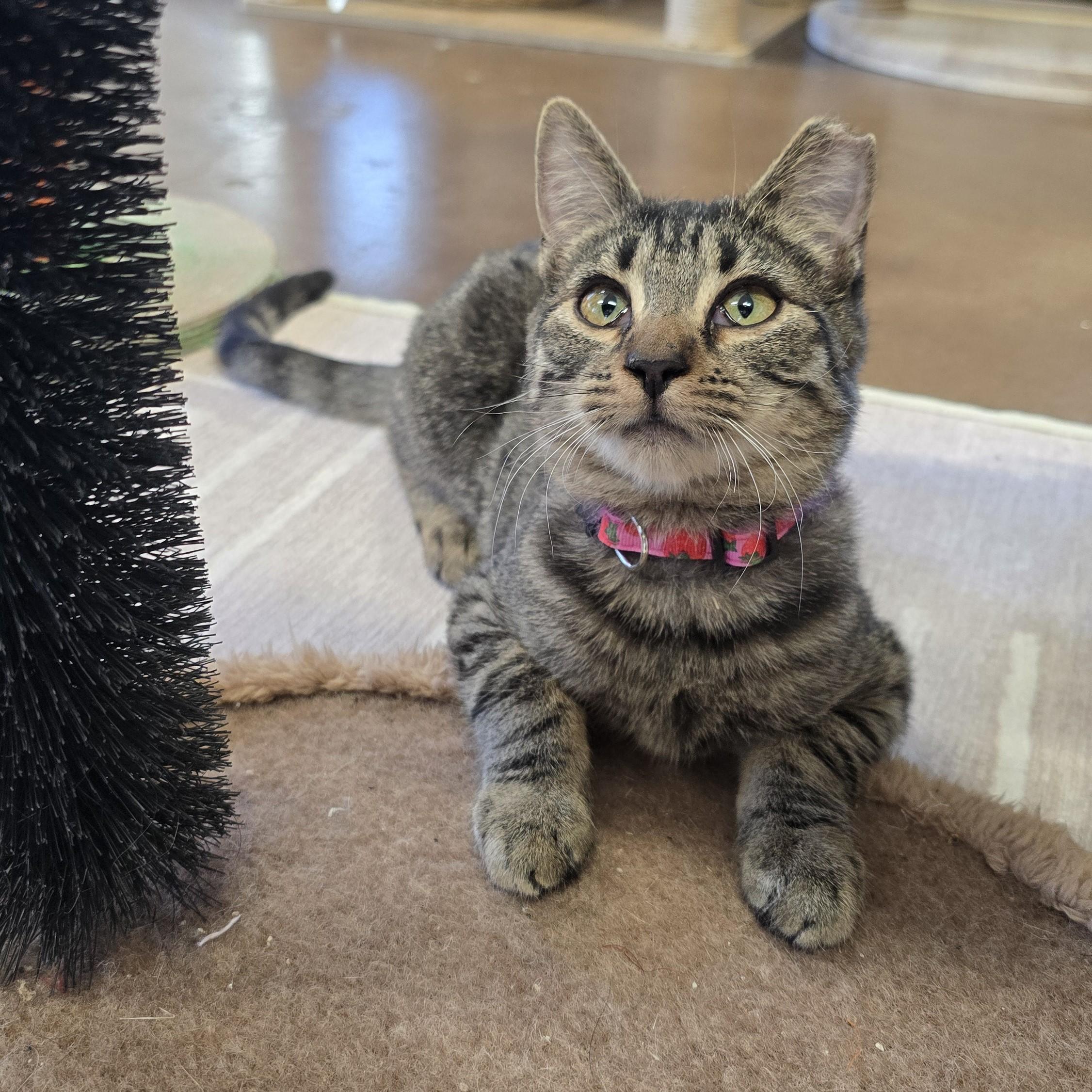 Bacardi, an adopted Domestic Short Hair in Nashville, TN image 5/6