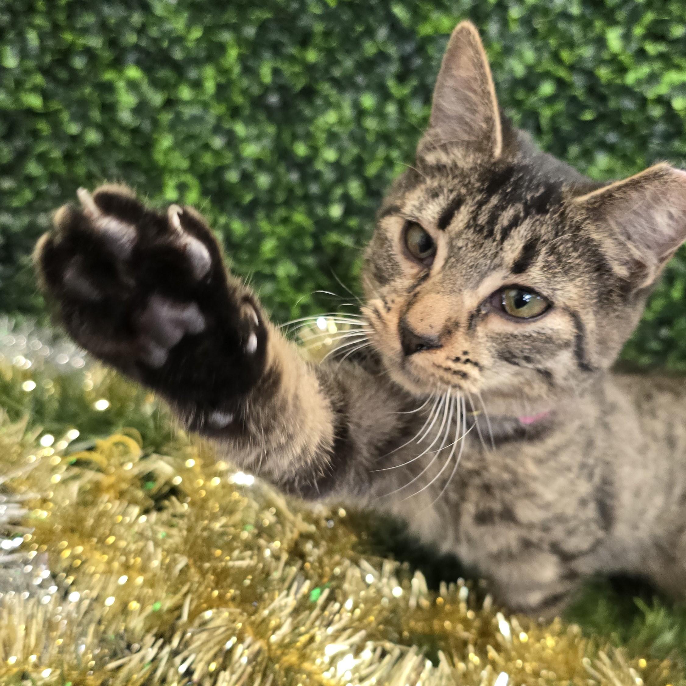 Bacardi, an adopted Domestic Short Hair in Nashville, TN image 4/6