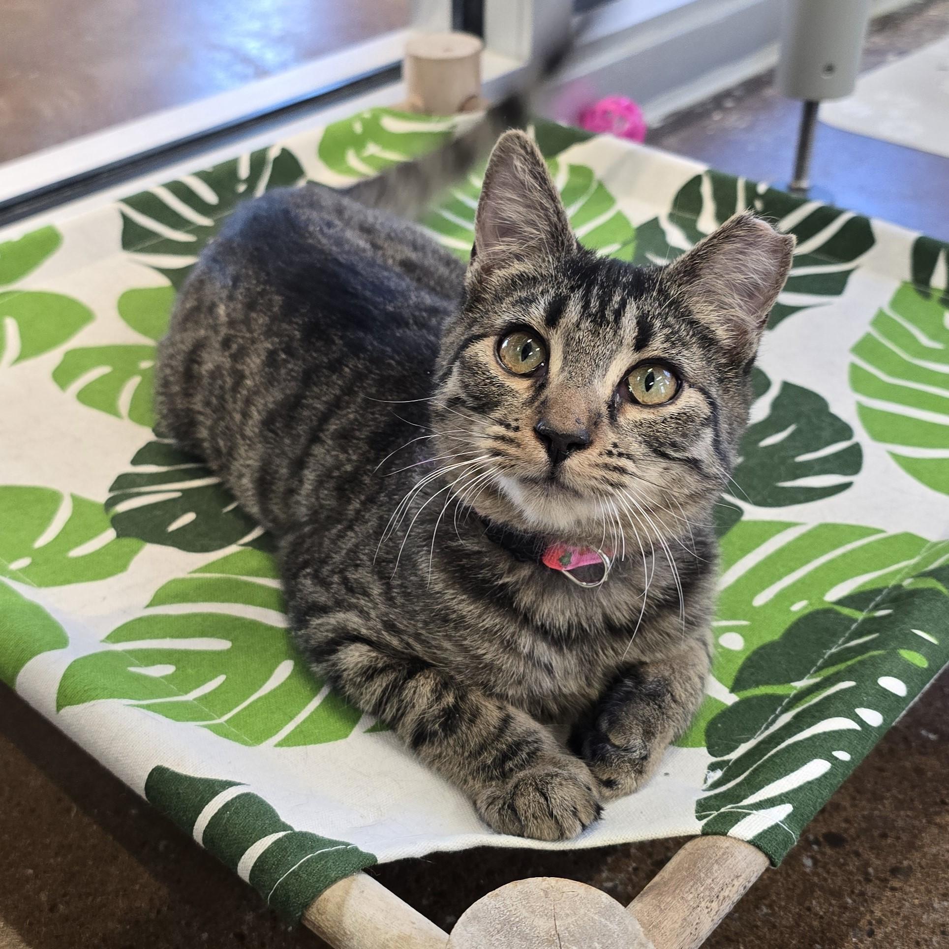 Bacardi, an adopted Domestic Short Hair in Nashville, TN image 2/6