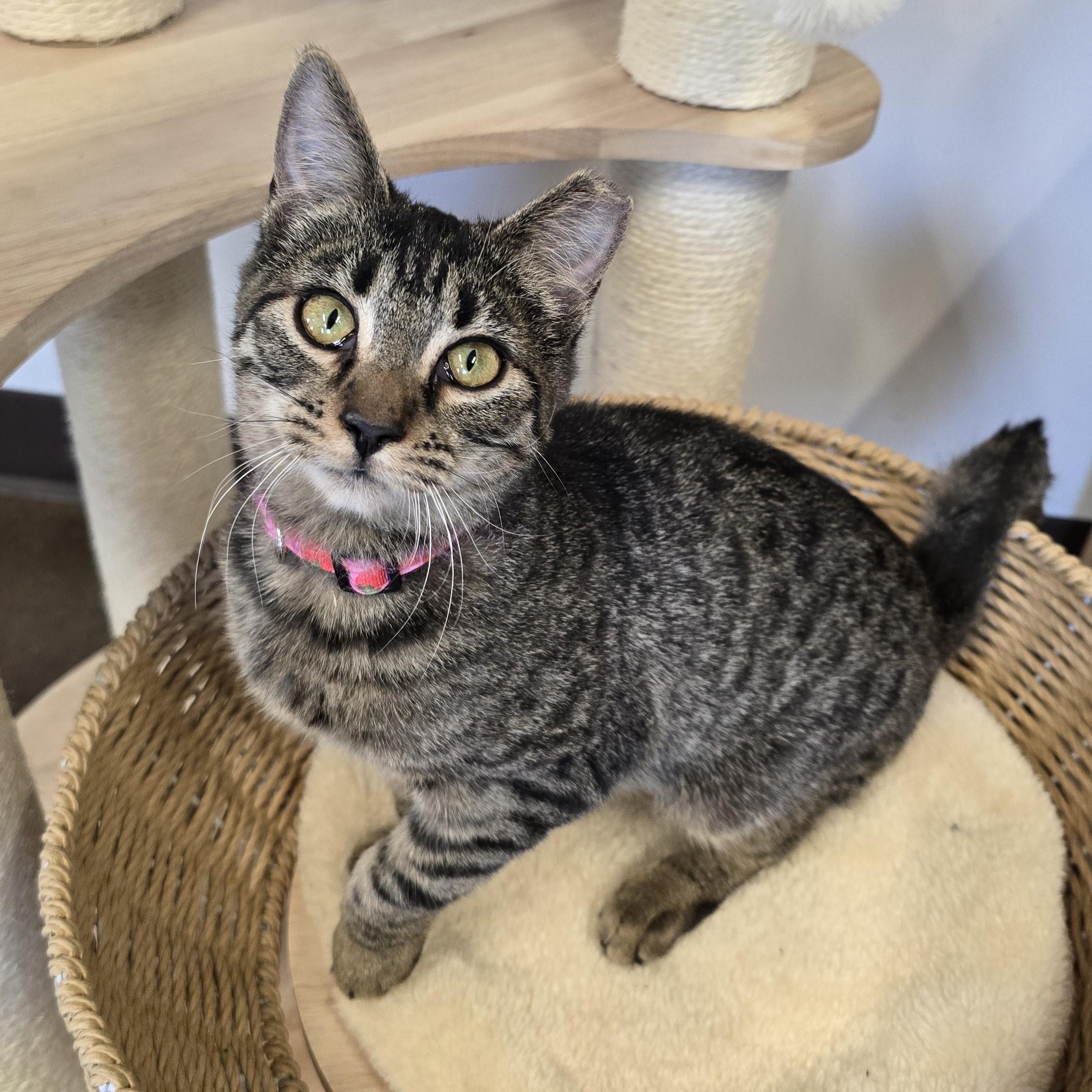 Bacardi, adopted, Young Female Domestic Short Hair.