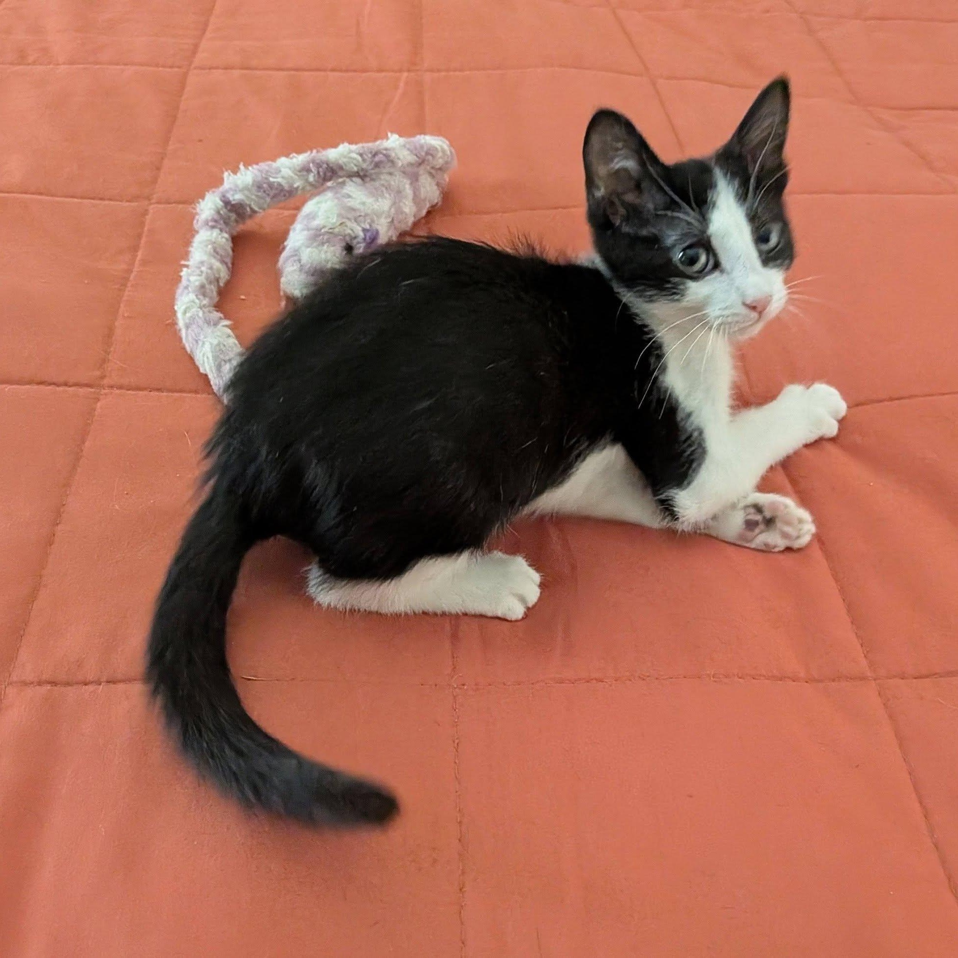 Enlarge Minnow, a Adoptable Domestic Short Hair in Queen Creek, AZ image 2/4