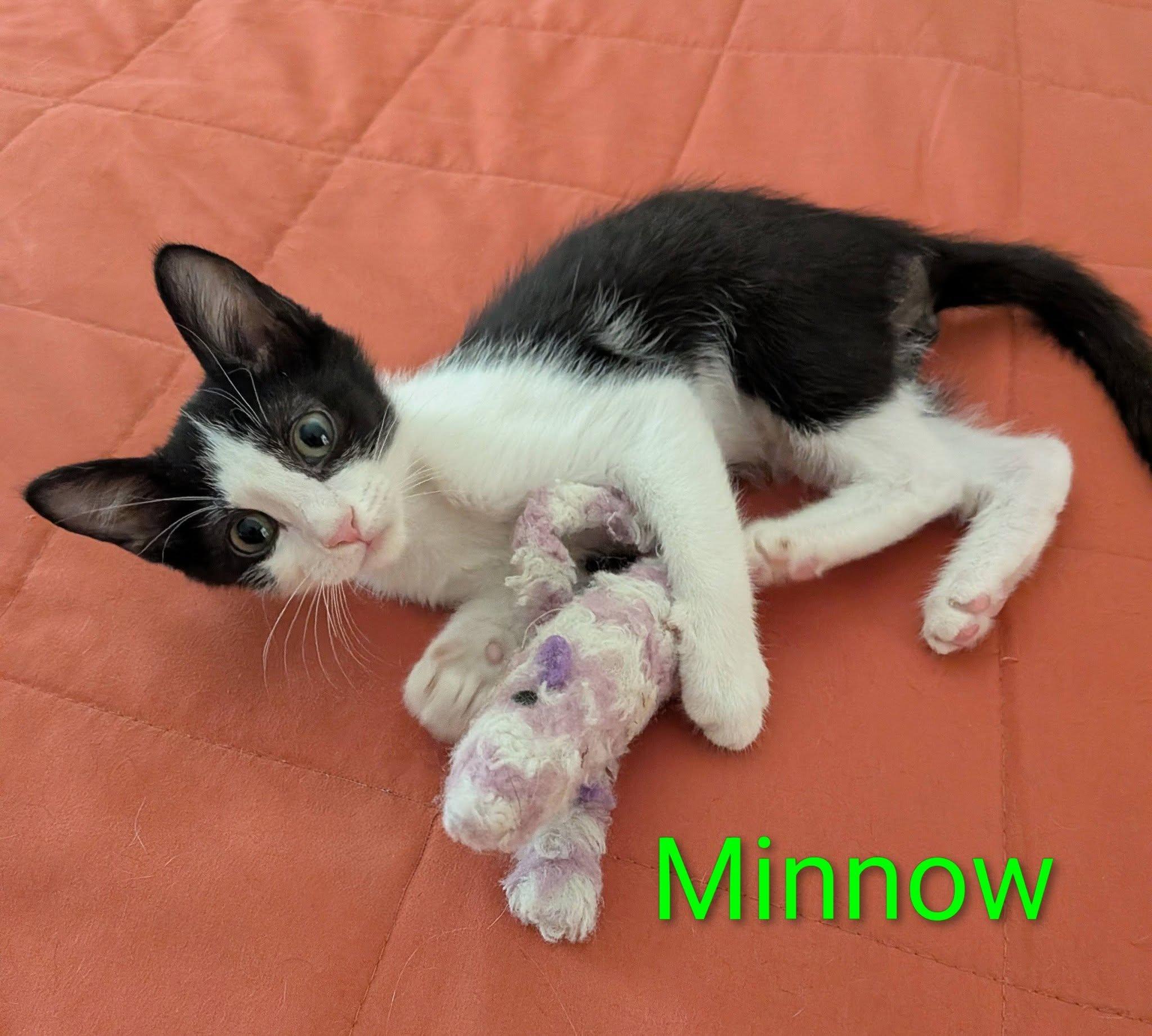 Enlarge Minnow, a Adoptable Domestic Short Hair in Queen Creek, AZ image 3/4