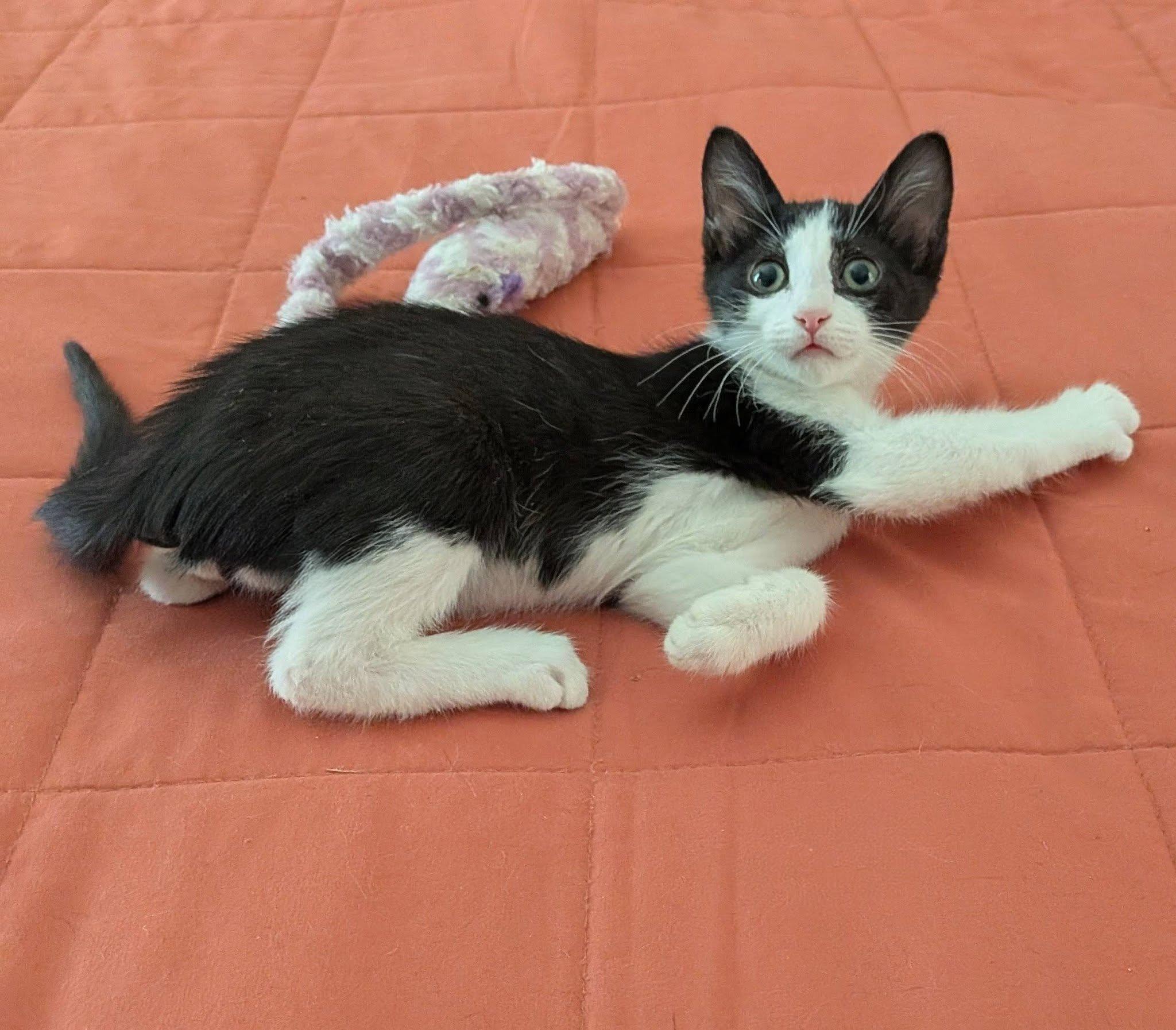 Enlarge Minnow, a Adoptable Domestic Short Hair in Queen Creek, AZ image 4/4