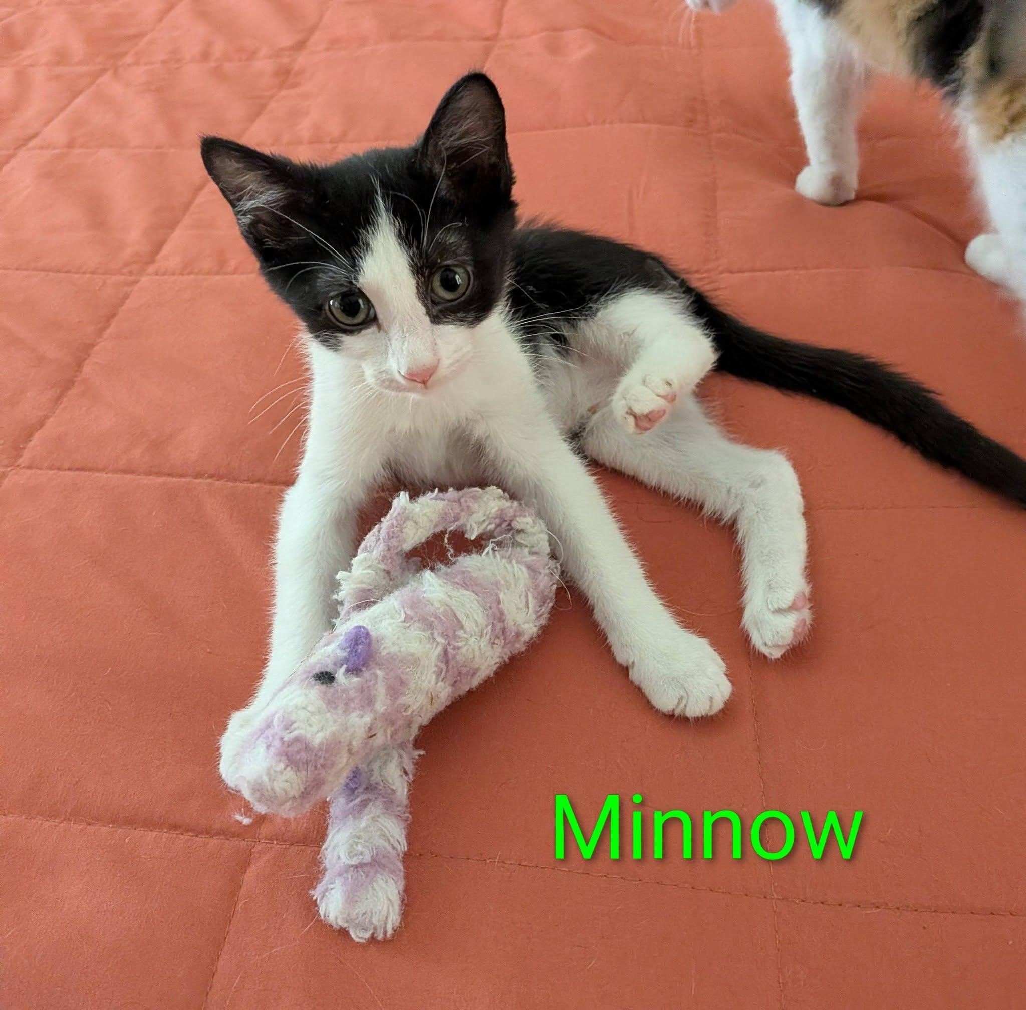 Enlarge Minnow, a Adoptable Domestic Short Hair in Queen Creek, AZ image 1/4
