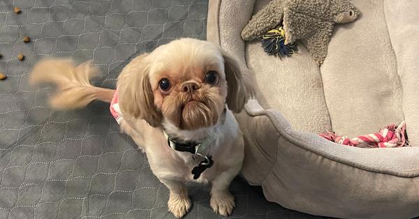 Shih Tzu - Roxi, Adoptable, Young Female Shih Tzu.