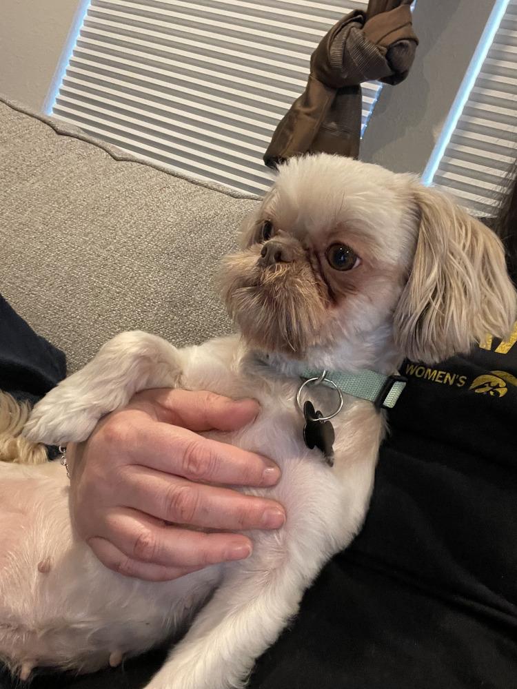 Shih Tzu - Roxi, a Adoptable Shih Tzu in Omaha, NE image 2/2