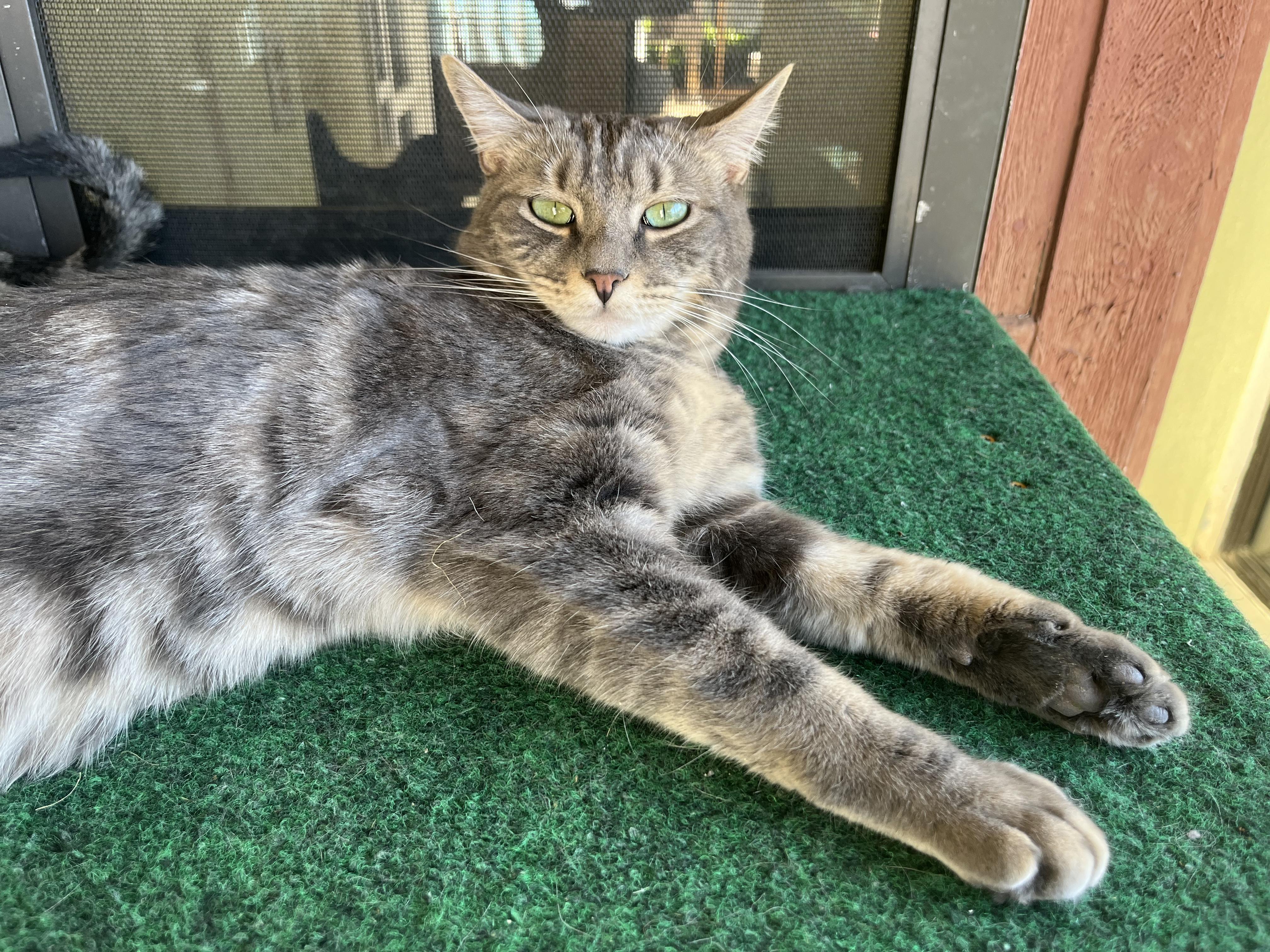 Enlarge Cherokee, an adopted mixed breed in Prescott, AZ image 3/5