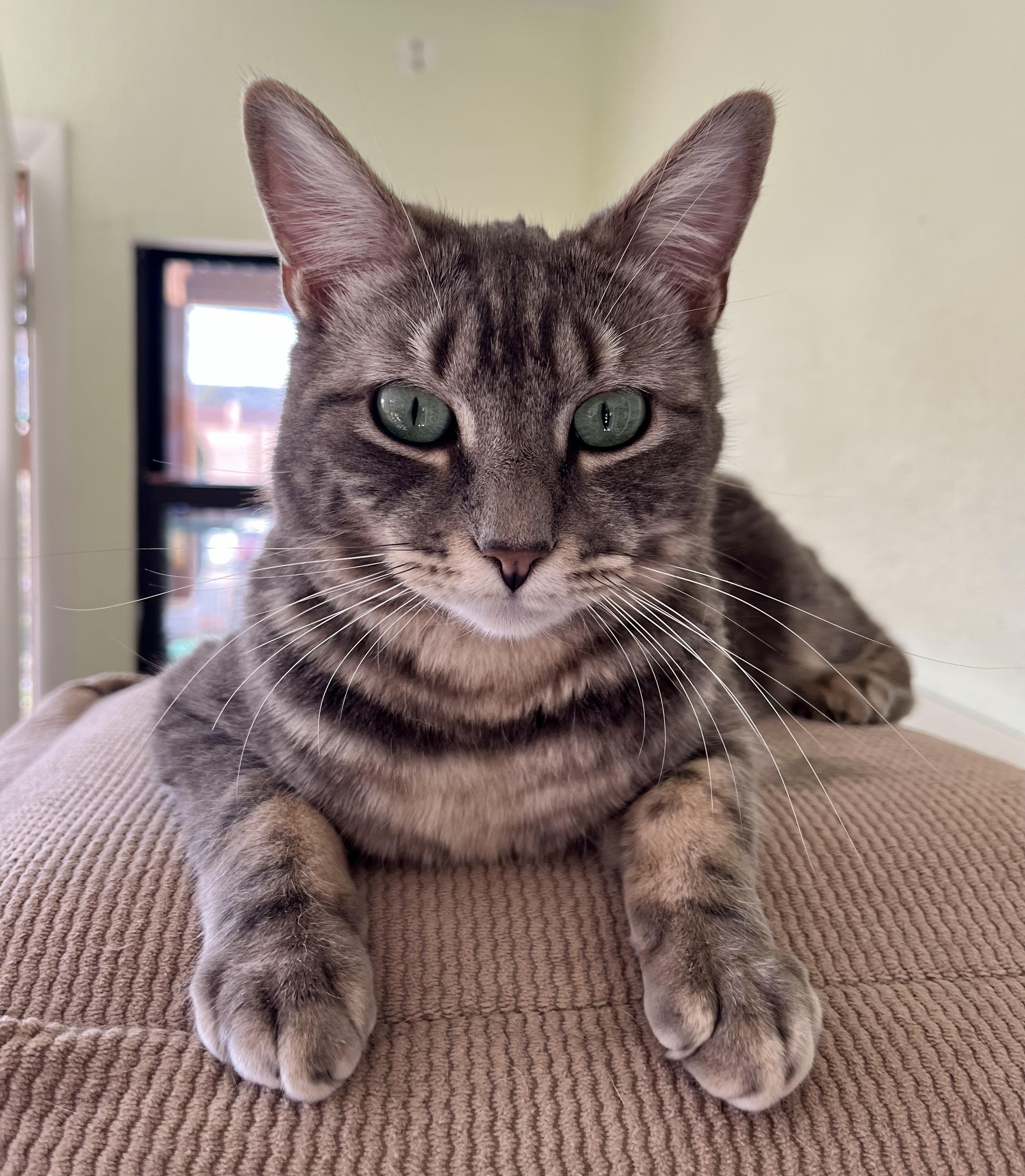 Cherokee, adopted, Young Female Domestic Short Hair.