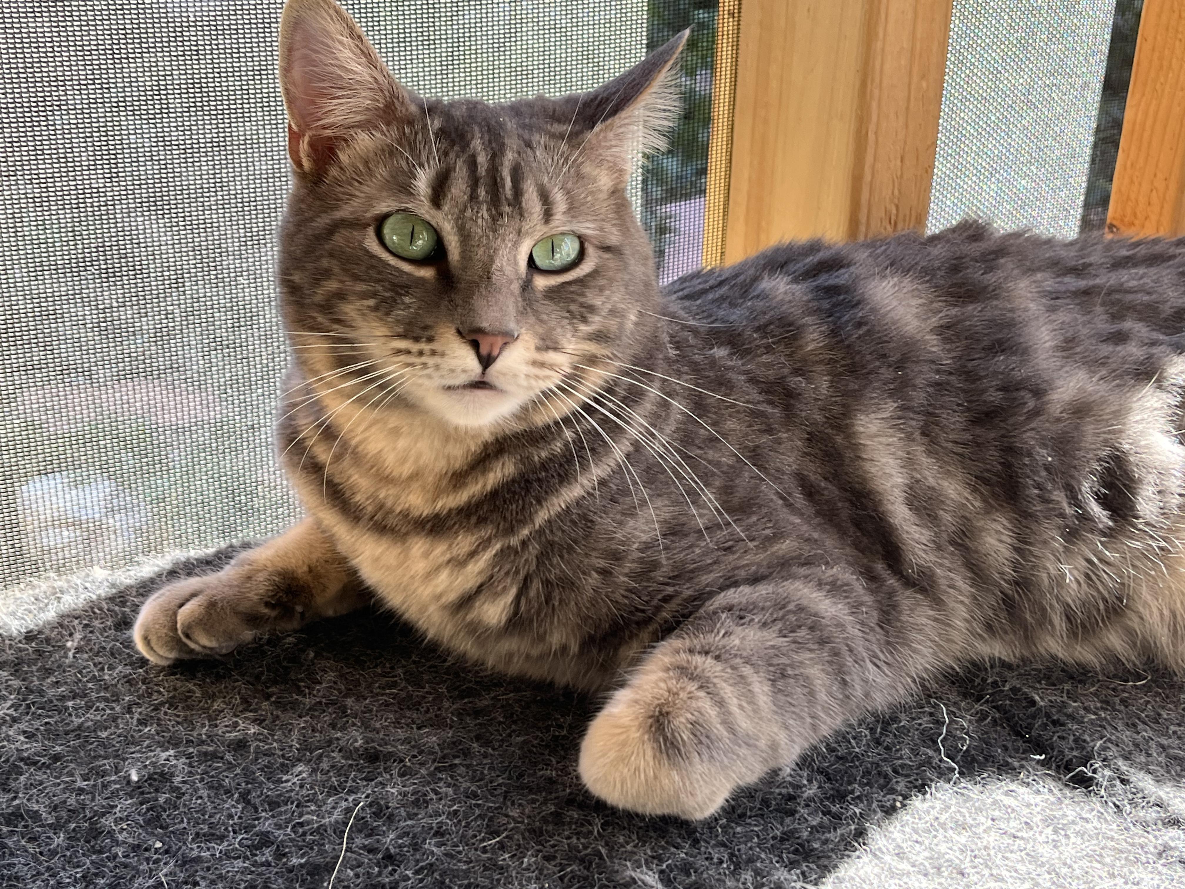 Enlarge Cherokee, an adopted mixed breed in Prescott, AZ image 5/5