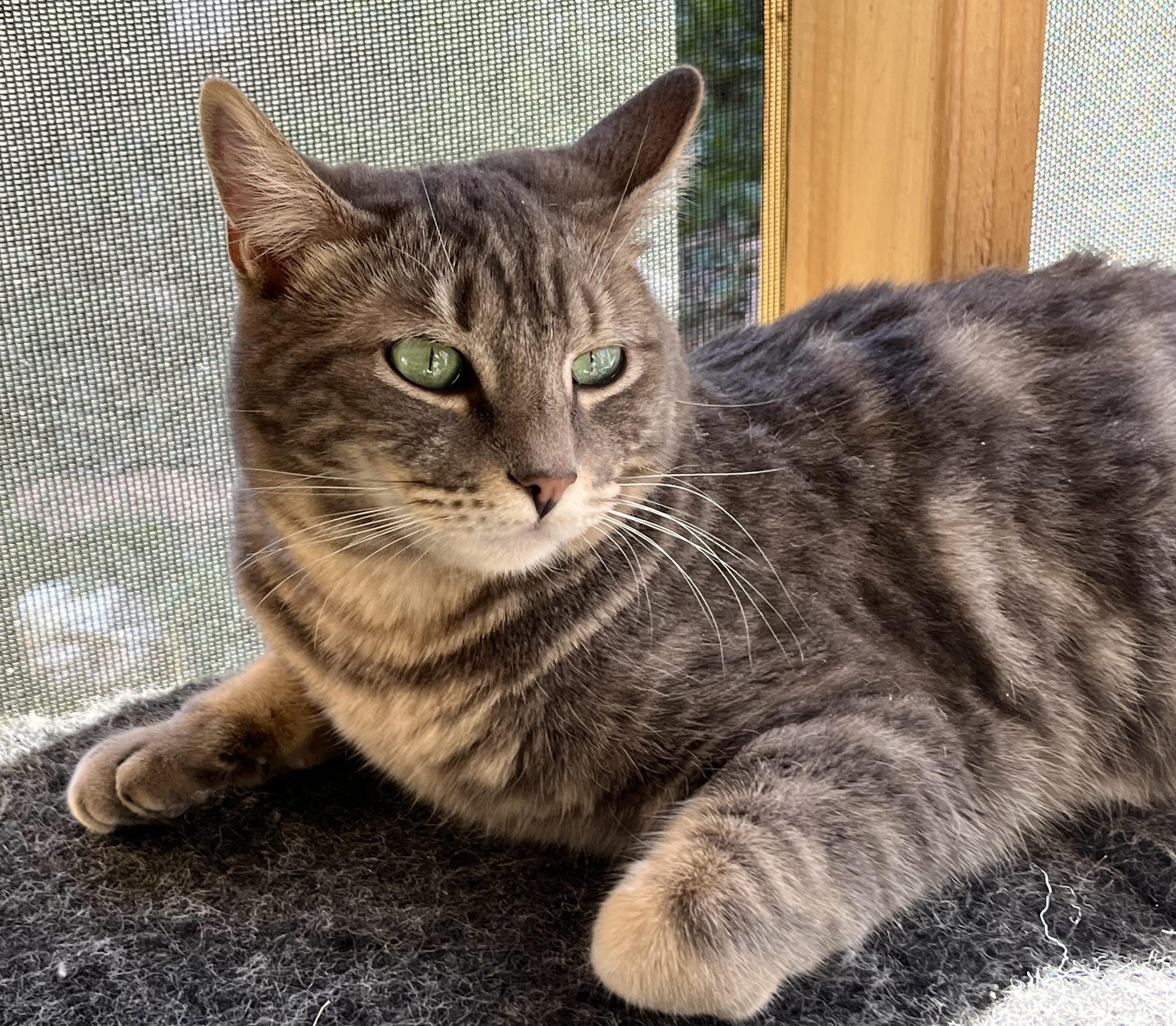 Enlarge Cherokee, an adopted mixed breed in Prescott, AZ image 2/5