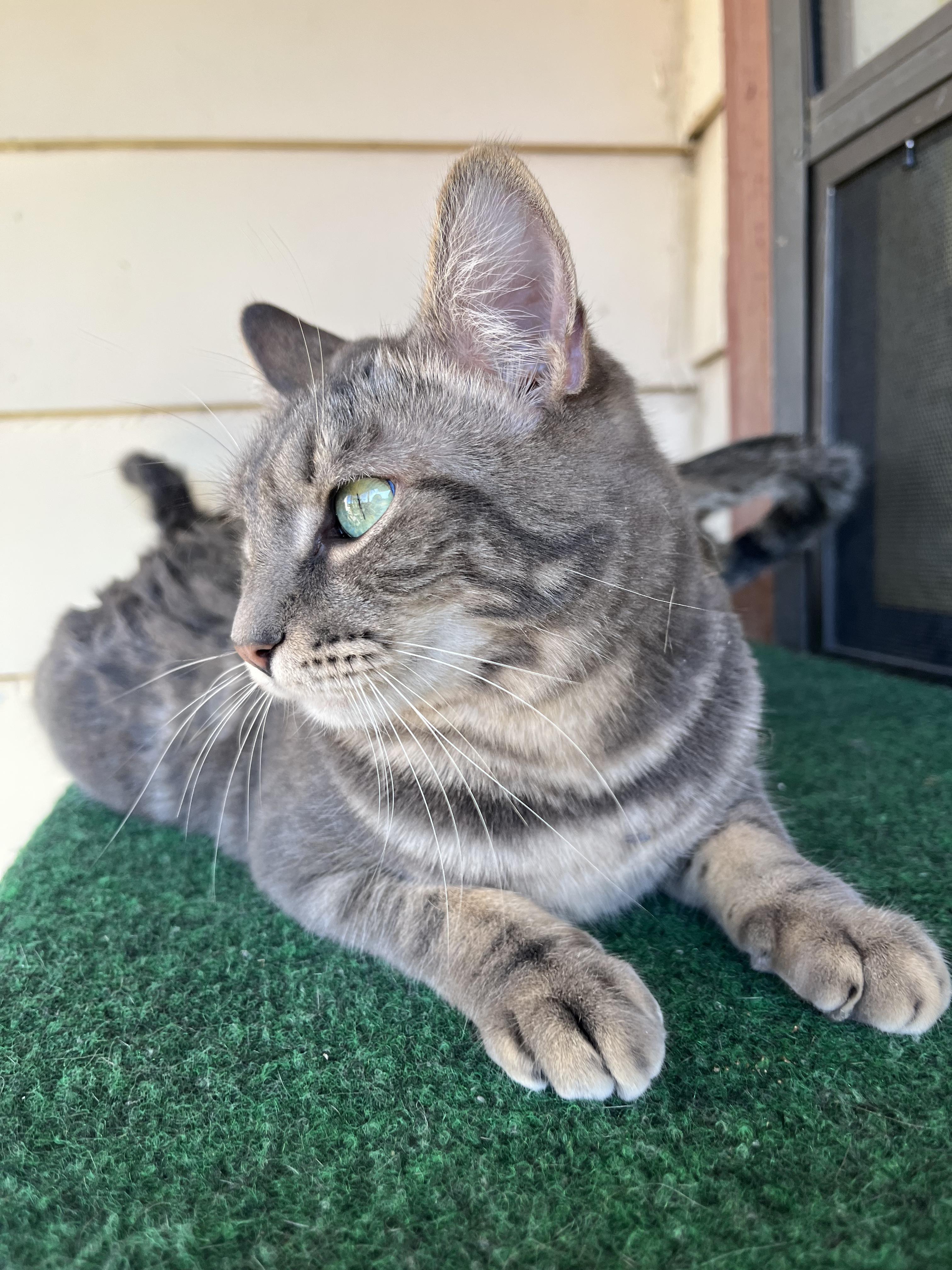Enlarge Cherokee, an adopted mixed breed in Prescott, AZ image 4/5