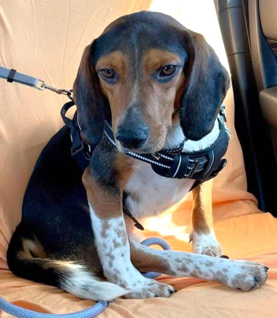 Enlarge Brisket, a Adoptable Beagle in Dunnellon, FL image 3/3
