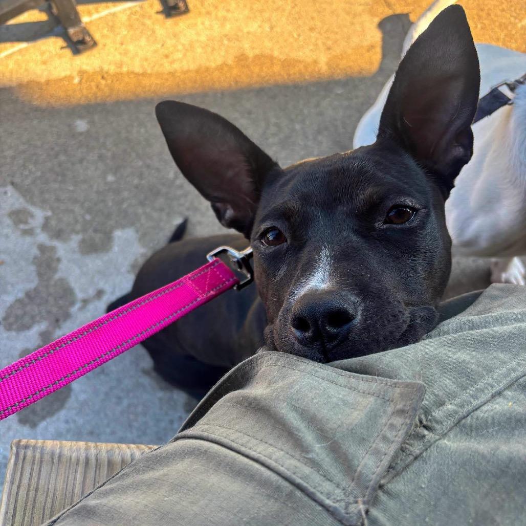 Enlarge Harriet, a Adoptable Pit Bull Terrier in Valparaiso, IN image 1/2