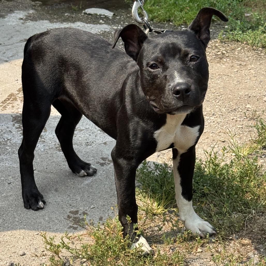 Enlarge Harriet, a Adoptable Pit Bull Terrier in Valparaiso, IN image 2/2