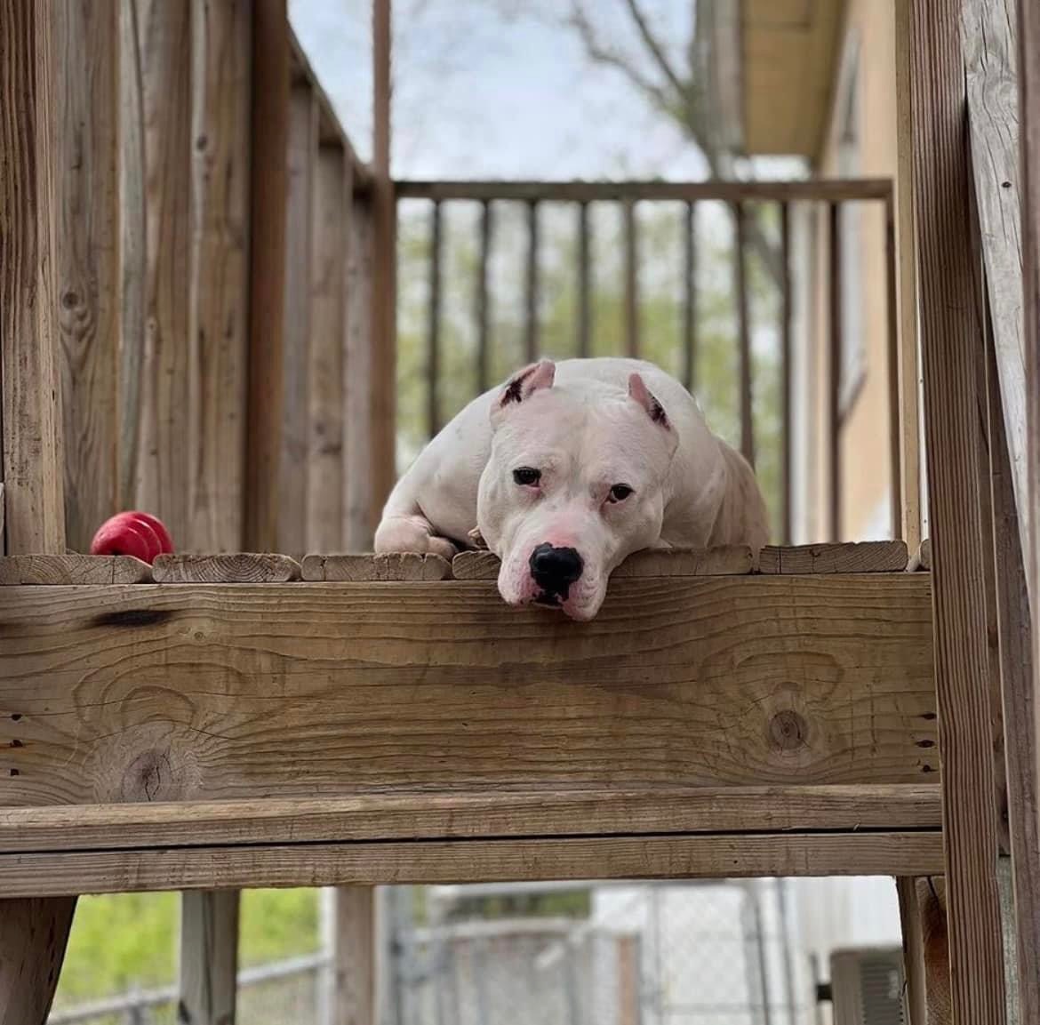 Enlarge Kenny, a Adoptable American Staffordshire Terrier in Vernon Hills, IL image 9/13