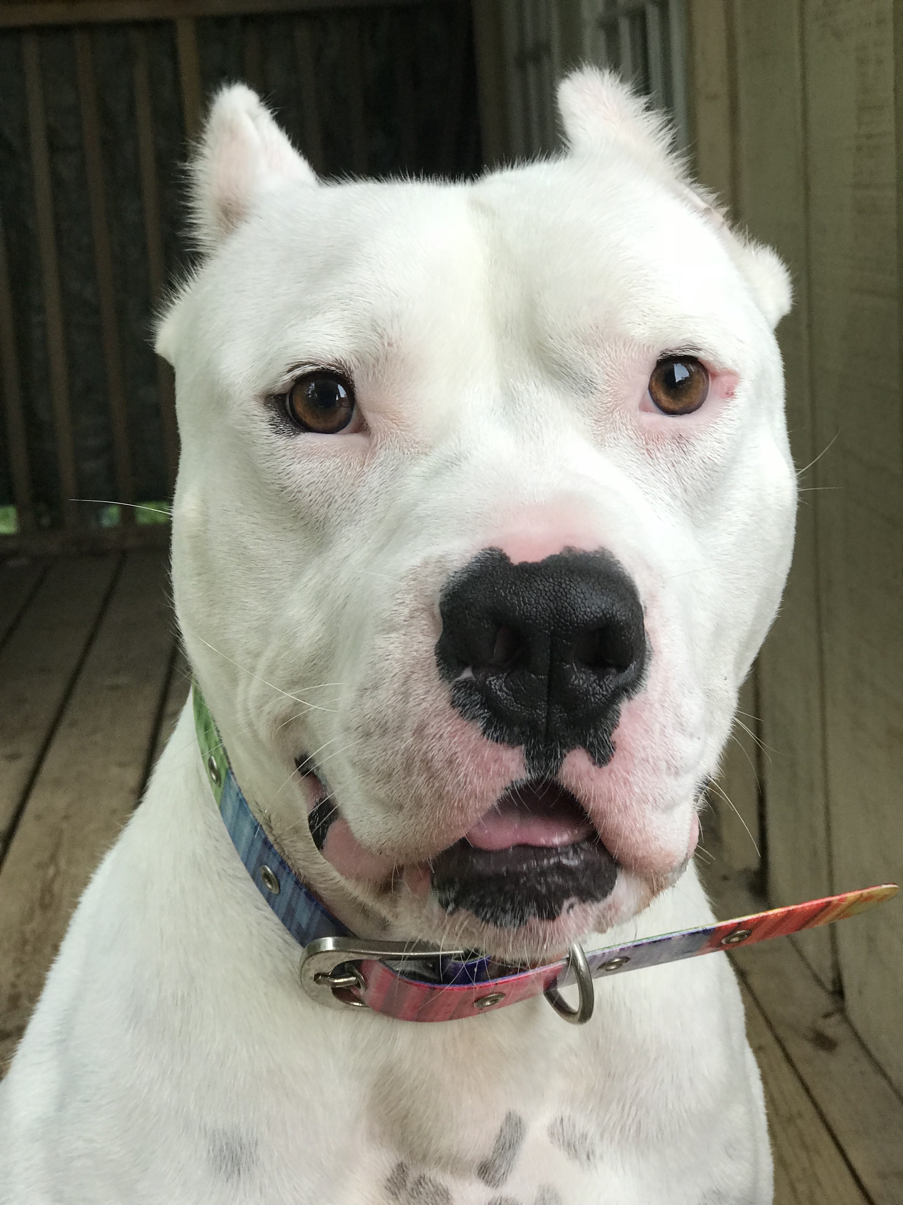 Enlarge Kenny, a Adoptable American Staffordshire Terrier in Vernon Hills, IL image 10/13