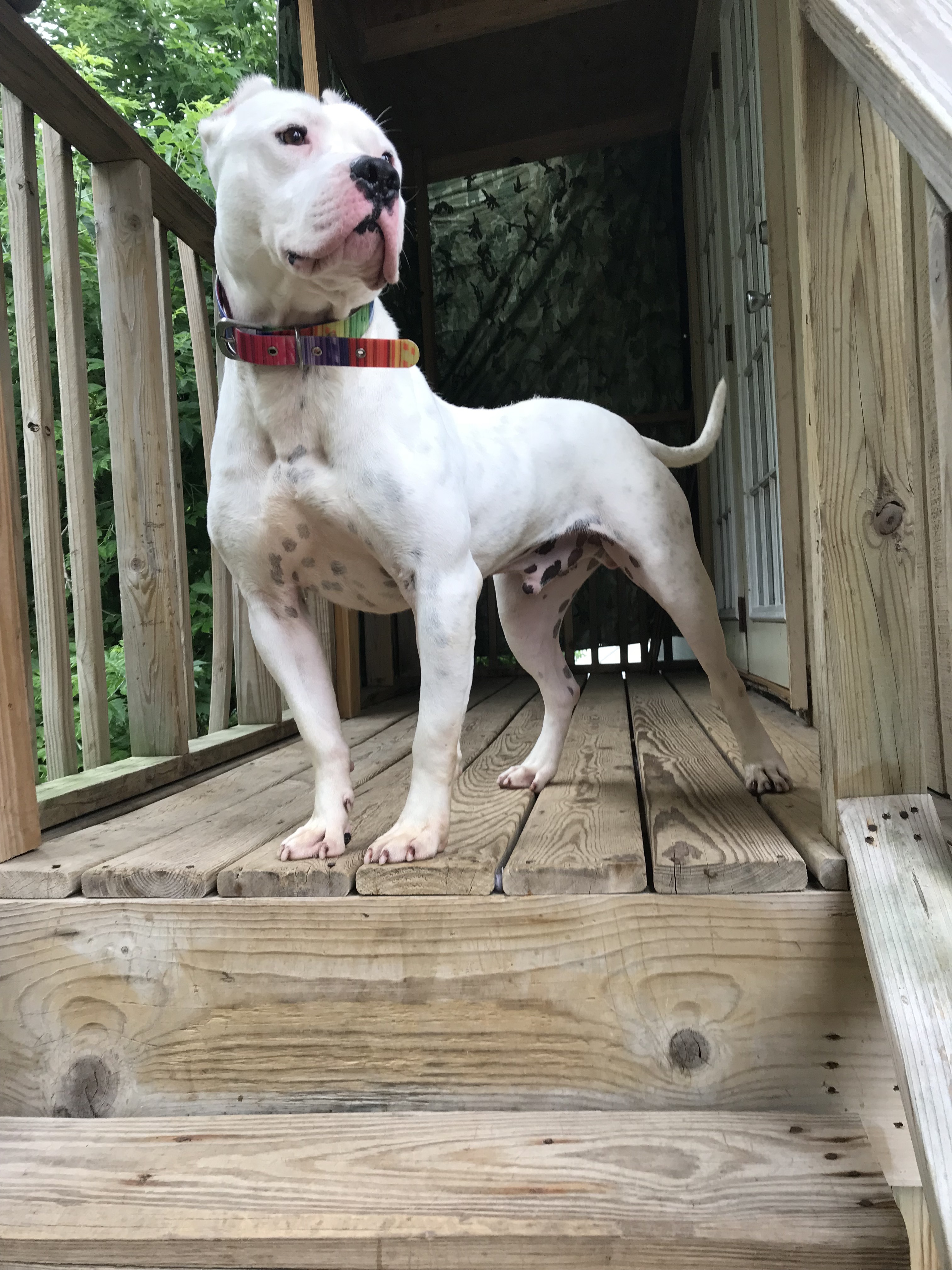 Enlarge Kenny, a Adoptable American Staffordshire Terrier in Vernon Hills, IL image 11/13