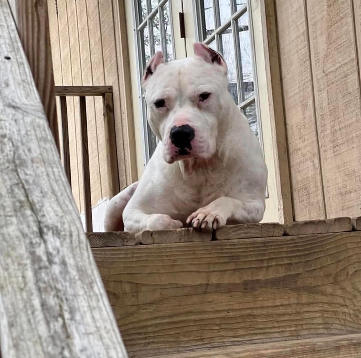 Kenny, Adoptable, Adult Male American Staffordshire Terrier.