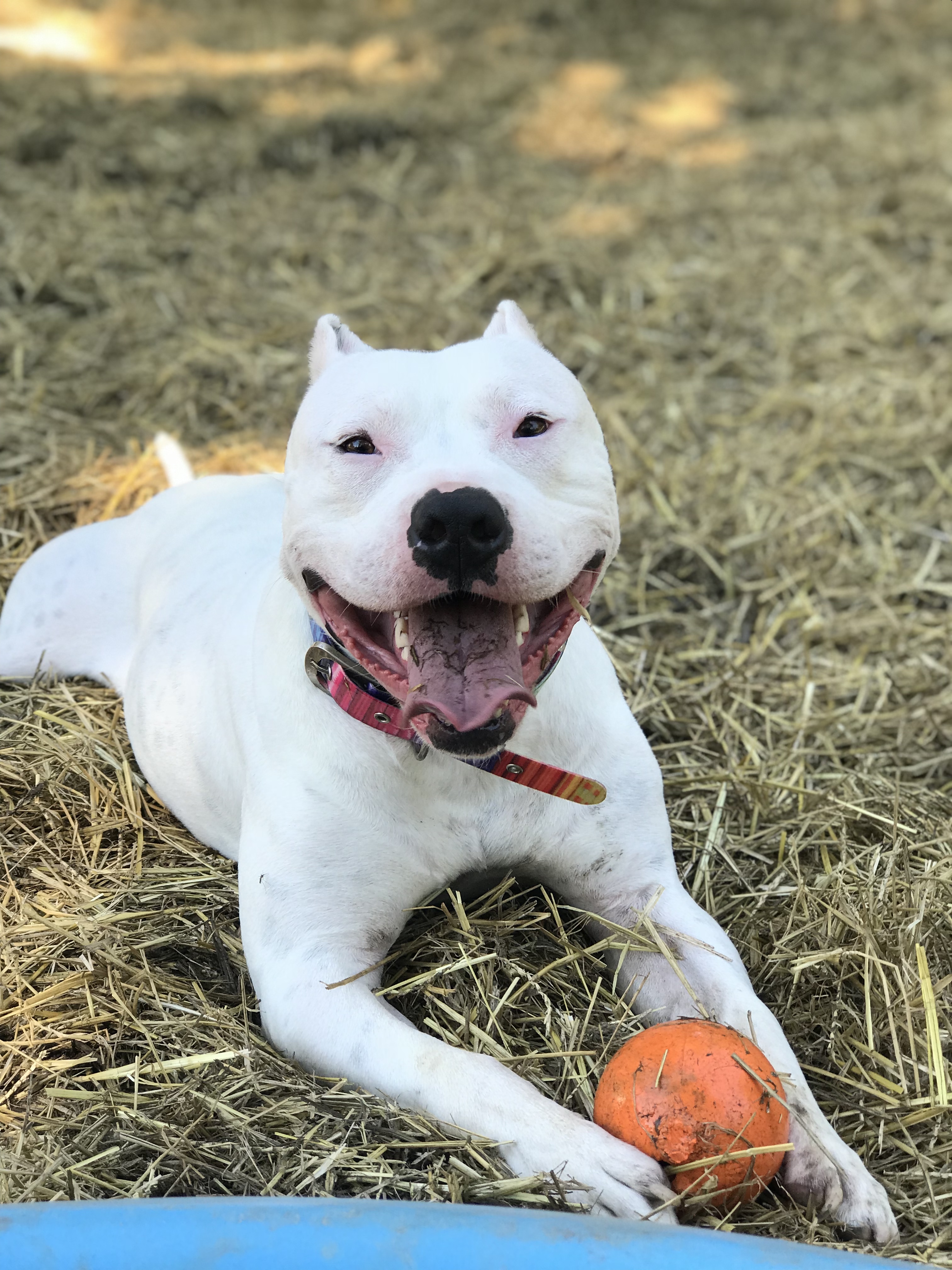 Enlarge Kenny, a Adoptable American Staffordshire Terrier in Vernon Hills, IL image 12/13