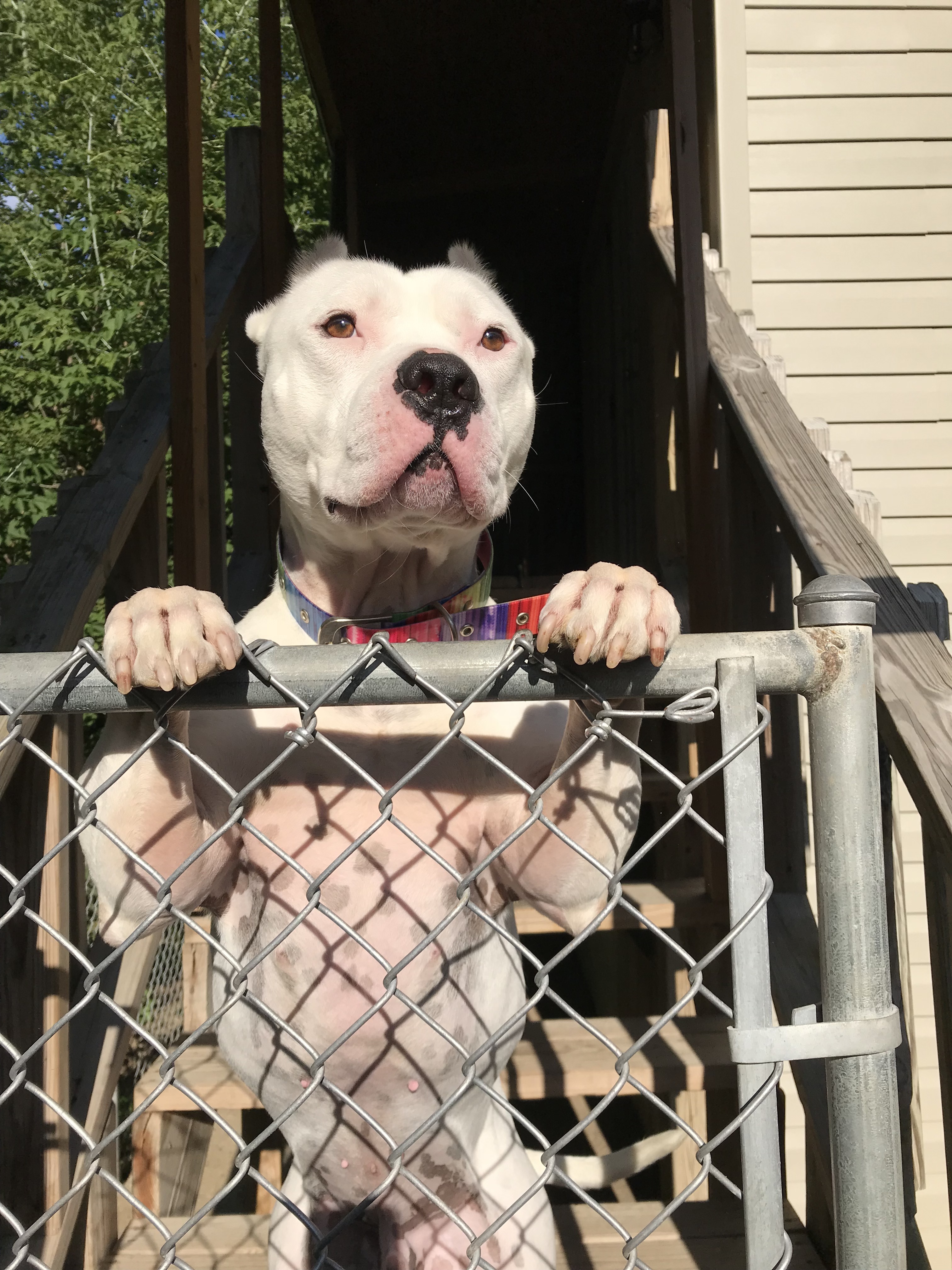 Enlarge Kenny, a Adoptable American Staffordshire Terrier in Vernon Hills, IL image 13/13