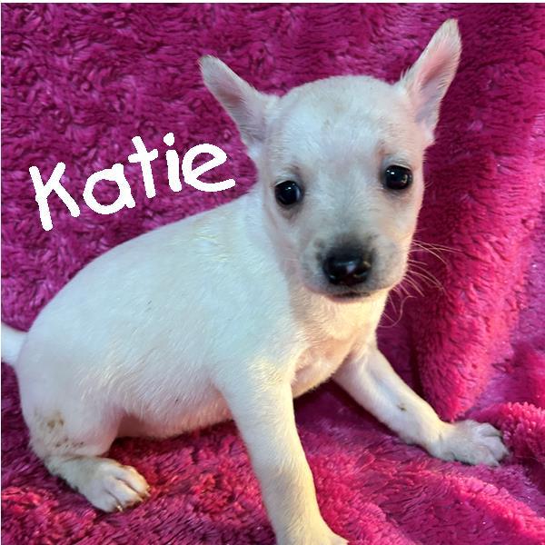 Enlarge 8 Cairn Puppies, a ADOPTABLE mixed breed in Sarasota, FL image 5/6