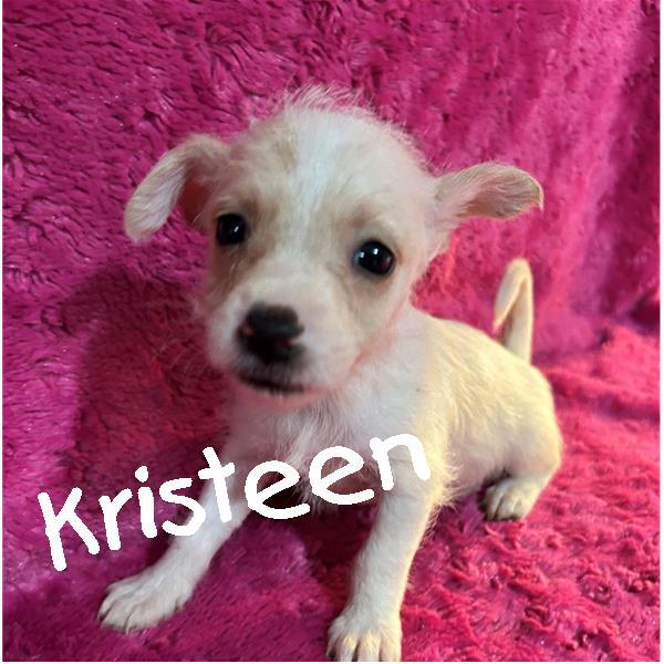 Enlarge 8 Cairn Puppies, a ADOPTABLE mixed breed in Sarasota, FL image 6/6