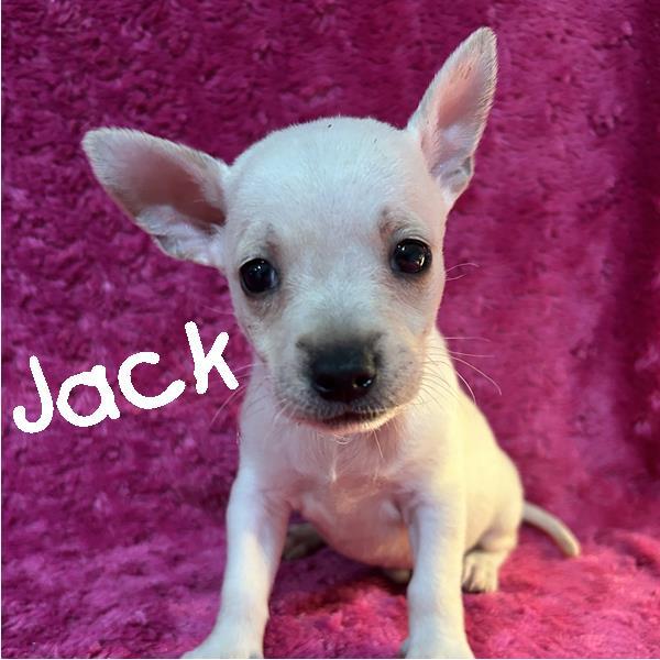 Enlarge 8 Cairn Puppies, a ADOPTABLE mixed breed in Sarasota, FL image 4/6