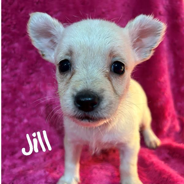 Enlarge 8 Cairn Puppies, a ADOPTABLE mixed breed in Sarasota, FL image 3/6