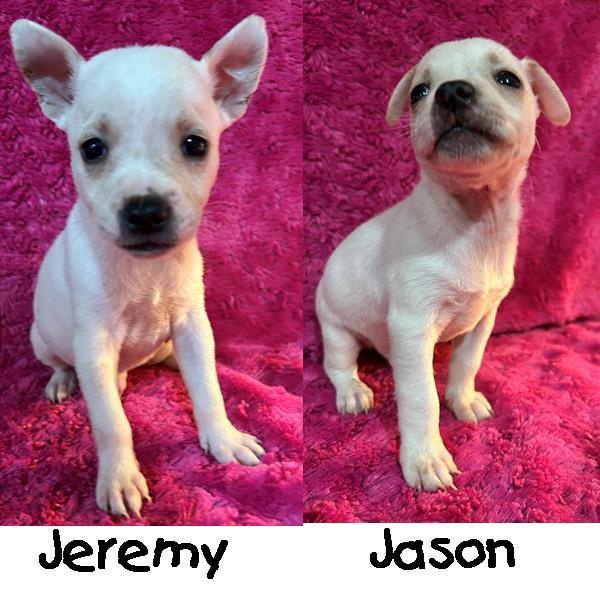 Enlarge 8 Cairn Puppies, a ADOPTABLE mixed breed in Sarasota, FL image 1/6