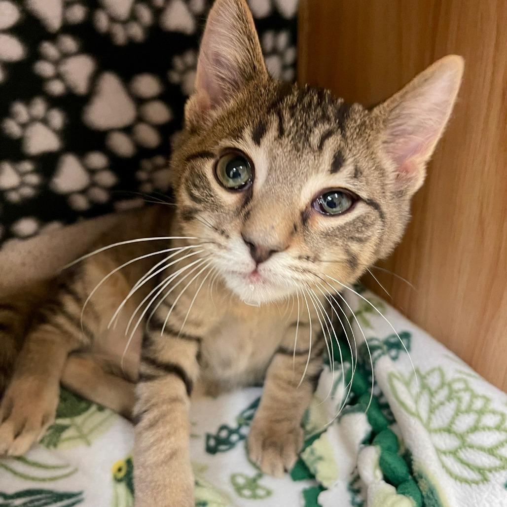 Popsicle, Adoptable, Kitten Male Domestic Short Hair.