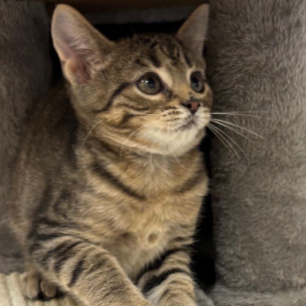 Enlarge Popsicle, a Adoptable Domestic Short Hair in Naperville, IL image 2/6