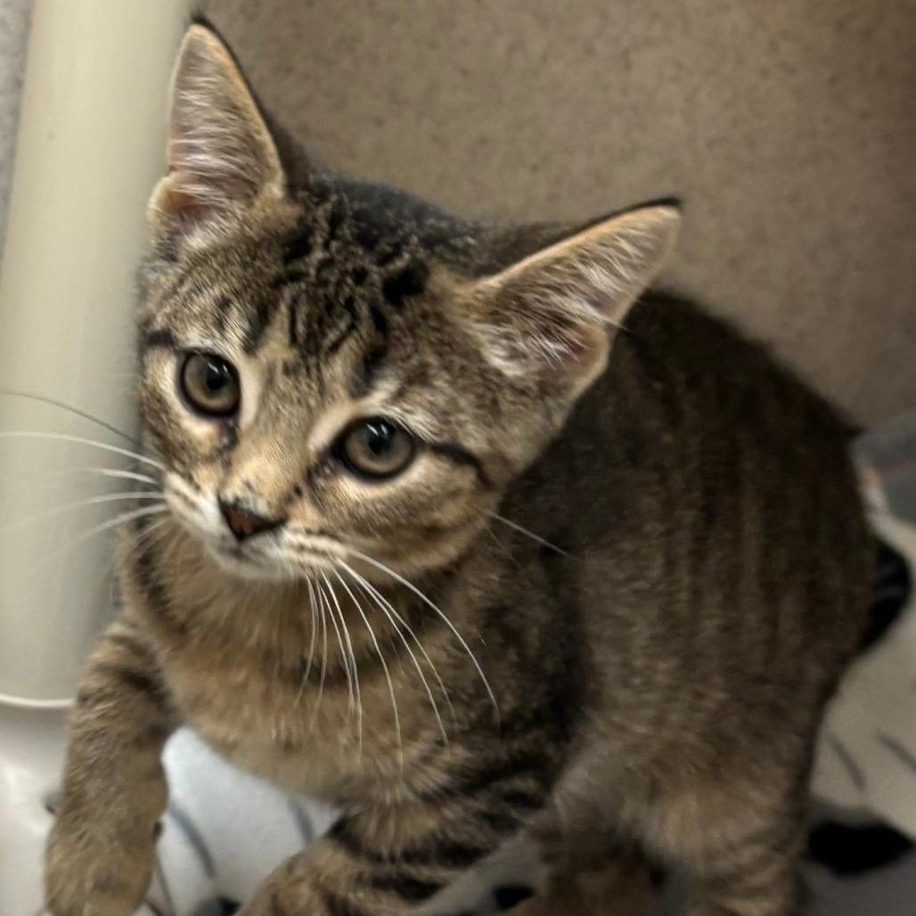 Enlarge Popsicle, a Adoptable Domestic Short Hair in Naperville, IL image 3/6