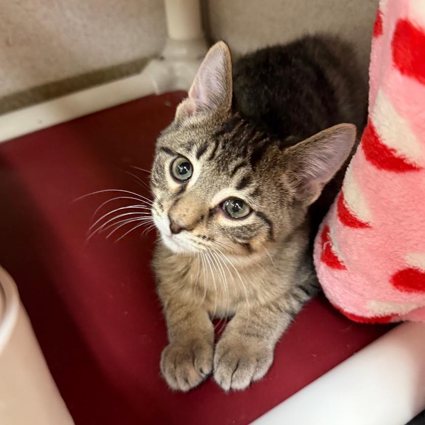 Enlarge Popsicle, a Adoptable Domestic Short Hair in Naperville, IL image 5/6