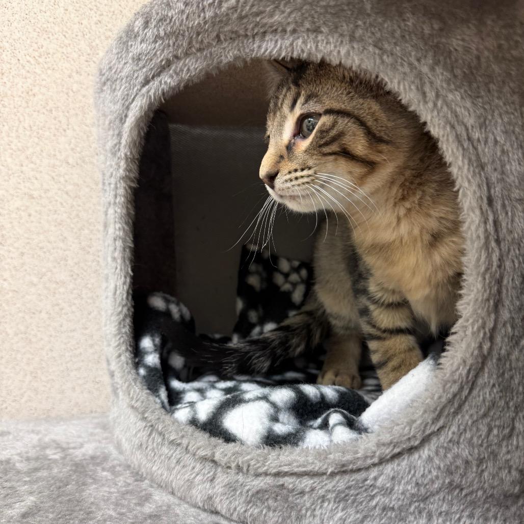 Enlarge Popsicle, a Adoptable Domestic Short Hair in Naperville, IL image 6/6