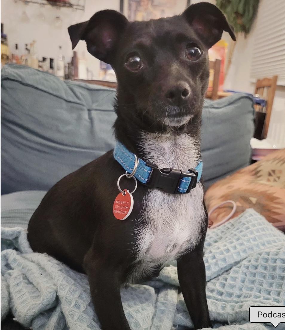 Tassie, Adoptable, Young Female Mixed Breed.