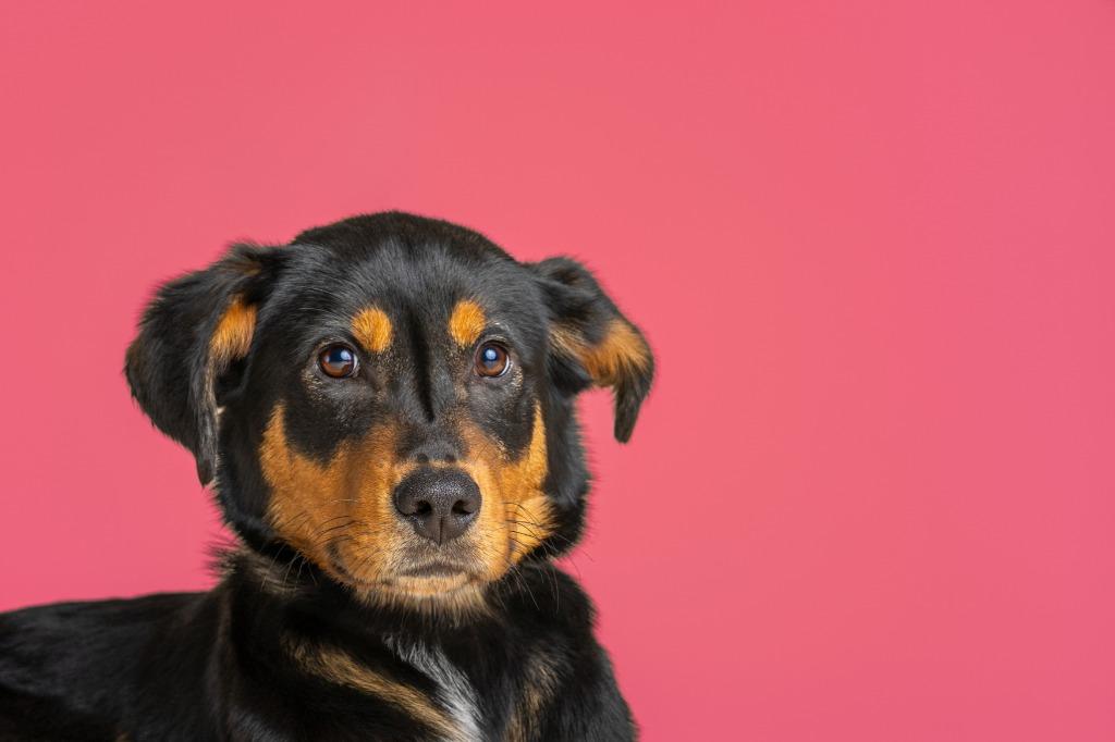 Raya — thumbnail 3