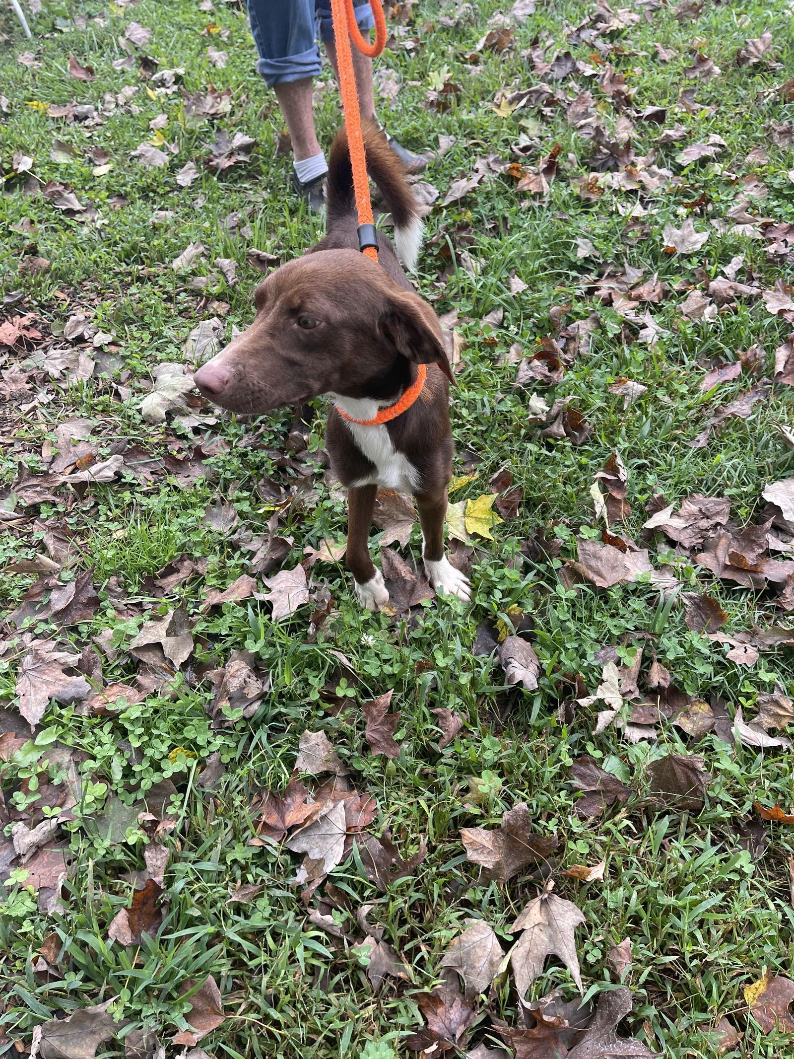Enlarge Star, a Adoptable Mixed Breed in Sparta, TN image 1/2