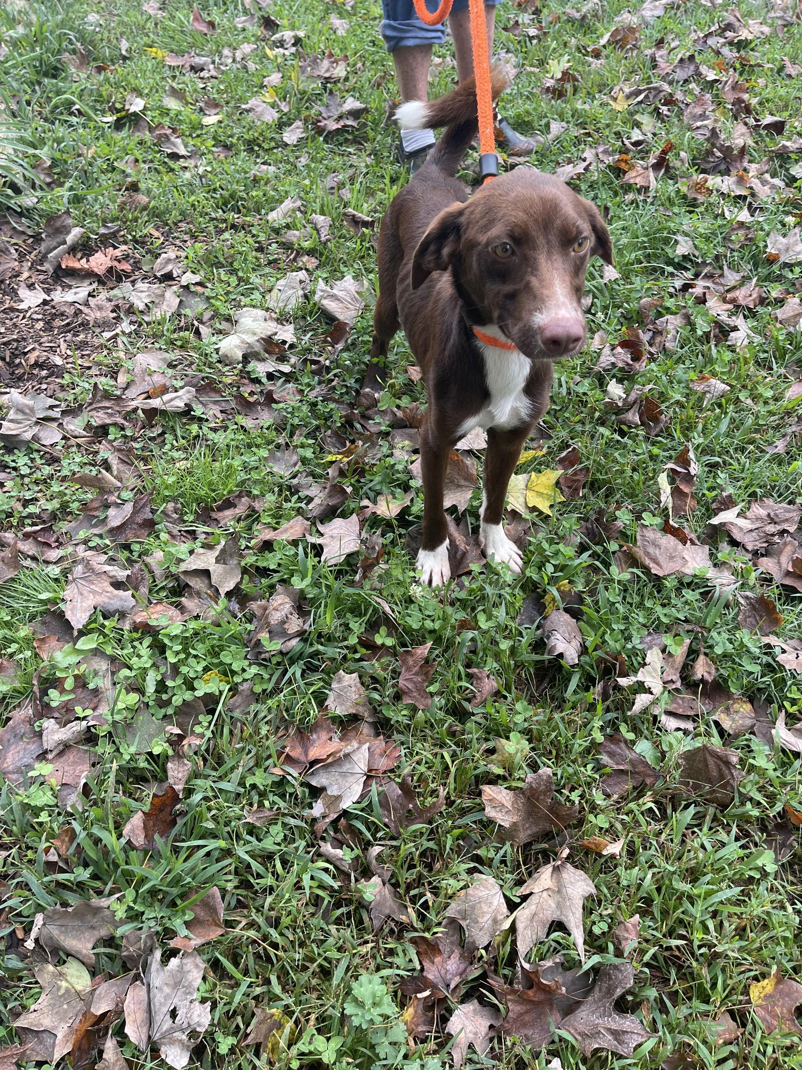 Enlarge Star, a Adoptable Mixed Breed in Sparta, TN image 2/2