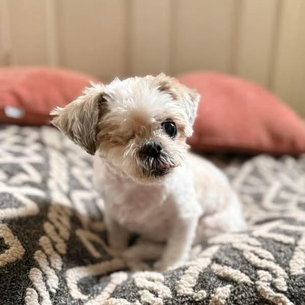 Enlarge Iyah, a Adoptable Shih Tzu in Kentwood, MI image 5/5