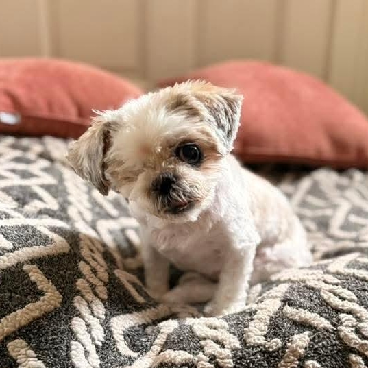 Enlarge Iyah, a Adoptable Shih Tzu in Kentwood, MI image 3/5