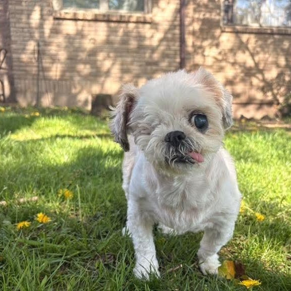 Enlarge Iyah, a Adoptable Shih Tzu in Kentwood, MI image 4/5