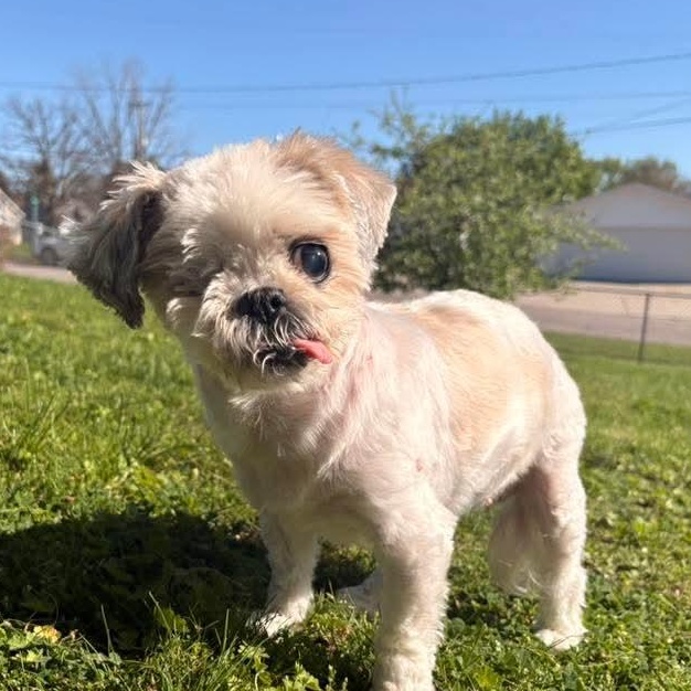 Enlarge Iyah, a Adoptable Shih Tzu in Kentwood, MI image 2/5