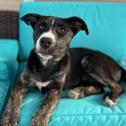 Enlarge Athena, a Adoptable mixed breed in Ayden, NC image 1/6