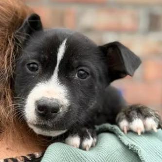 Enlarge Athena, a Adoptable mixed breed in Ayden, NC image 5/6