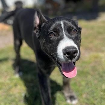 Enlarge Athena, a Adoptable mixed breed in Ayden, NC image 2/6