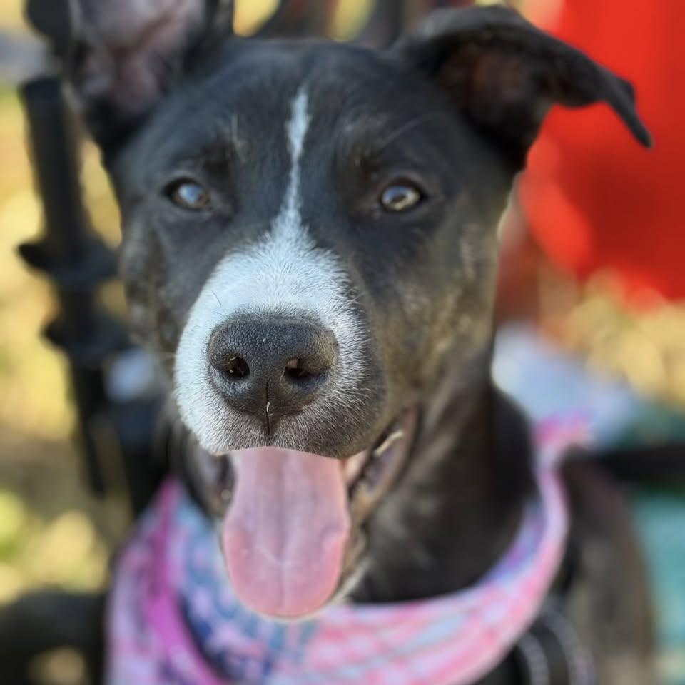 Enlarge Athena, a Adoptable mixed breed in Ayden, NC image 3/6